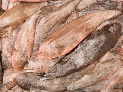 Ryba z Bałtyku niemal bez ości. Jest lepsza od łososia i dorsza