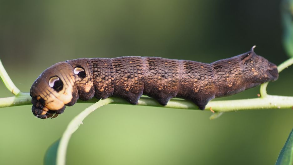 caterpillar, insect, macro, nature, green, leaf, animal, larva, insects, wildlife, summer, closeup, butterfly, close-up, grass, isolated, garden, plant, yellow, worm, brown