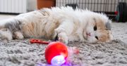 Dlaczego koty mają różne reakcje na zabawki interaktywne? To nie zawsze kwestia charakteru