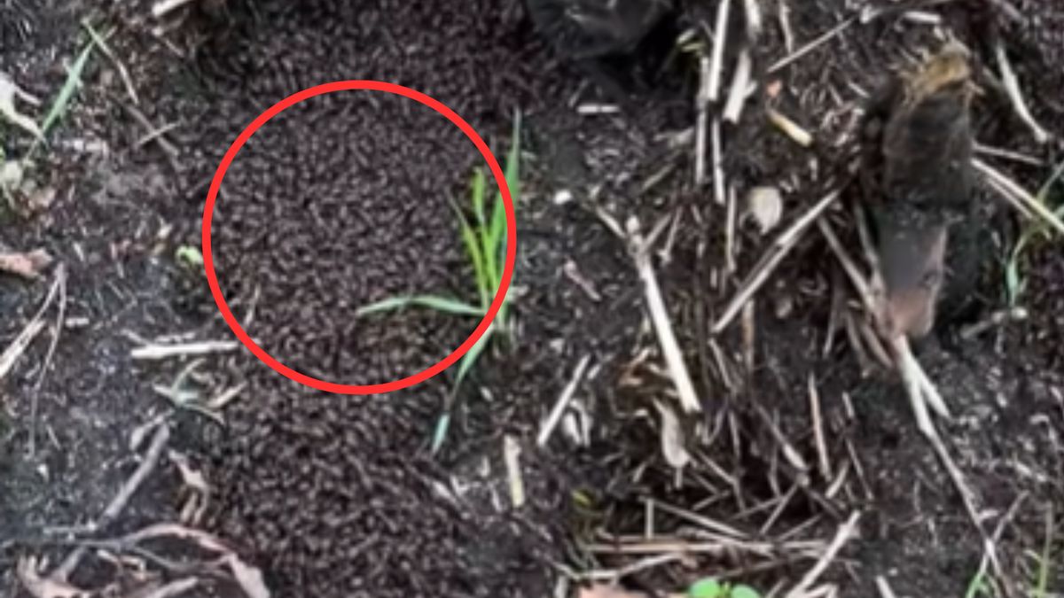 Nagranie z lasu obiega sieć.