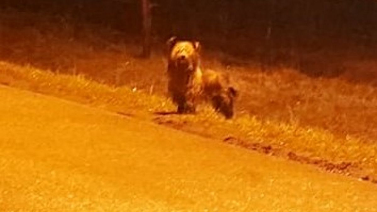 Nikt nie chciał pomóc zbłąkanemu psu