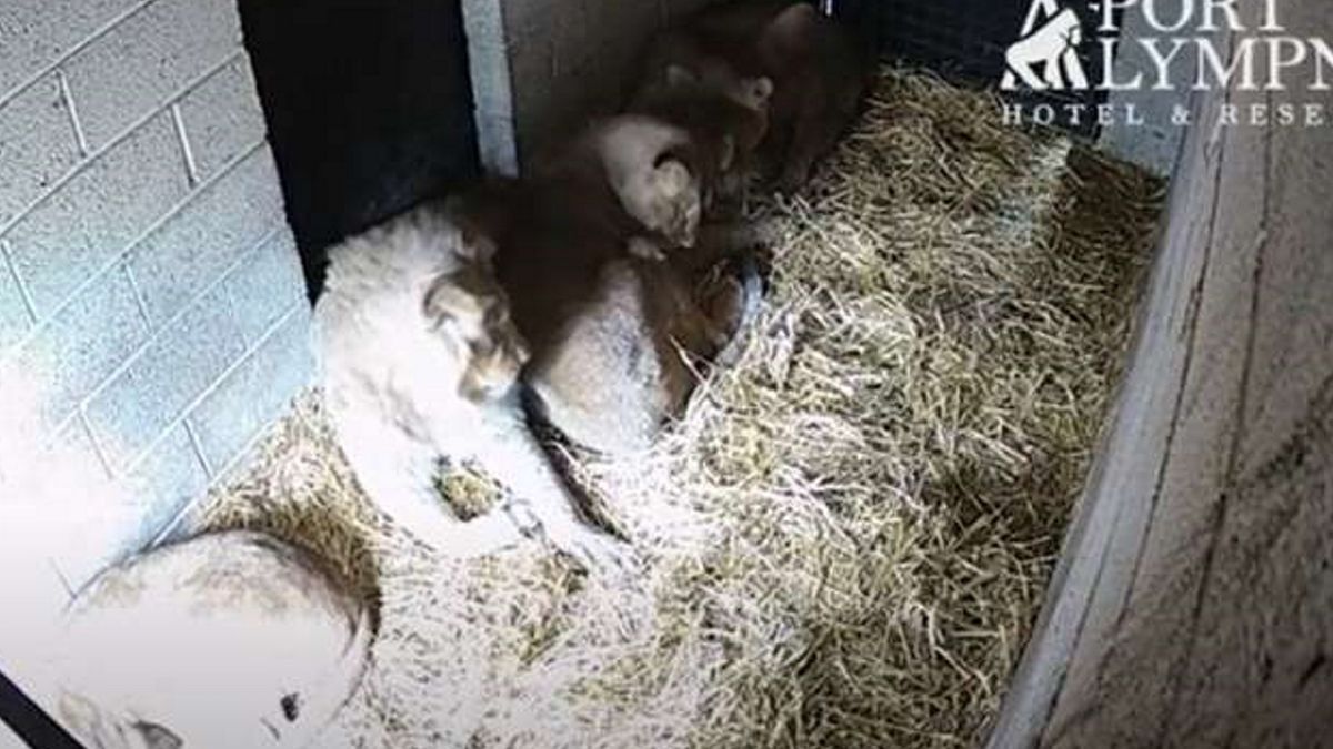 Lwiątko urodzone w Kent niespełna miesiąc temu zamarzło w nocy.