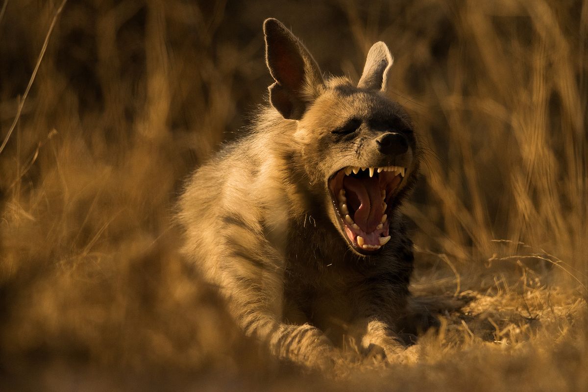 Zobacz wczesne zgłoszenia do Sony World Photography Awards 2019 15