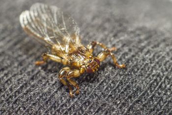 Gdy zobaczysz, reaguj. Ugryzienie może być bolesne