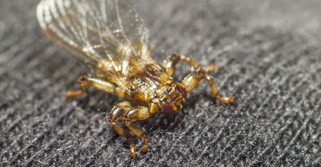 Gdy zobaczysz, reaguj. Ugryzienie może być bolesne
