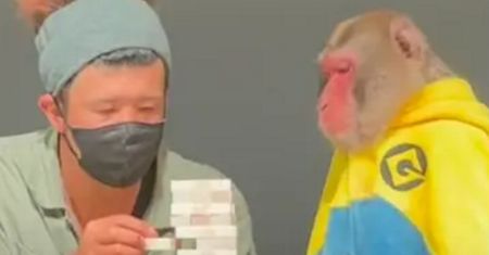 Tak gra się z małpą. To wideo jest absolutnym hitem sieci