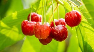 Nie przegap. Zrób to w kwietniu. Patent na pełne wiadra czereśni