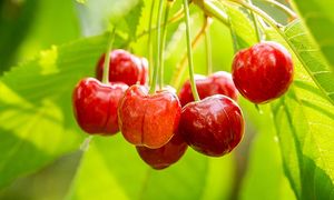 Nie przegap. Zrób to w kwietniu. Patent na pełne wiadra czereśni