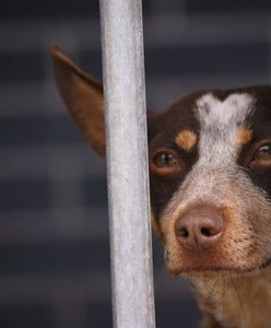 Bestialstwo 30-latka. Związał psa, wrzucił do worka. Przykrył kołem zapasowym