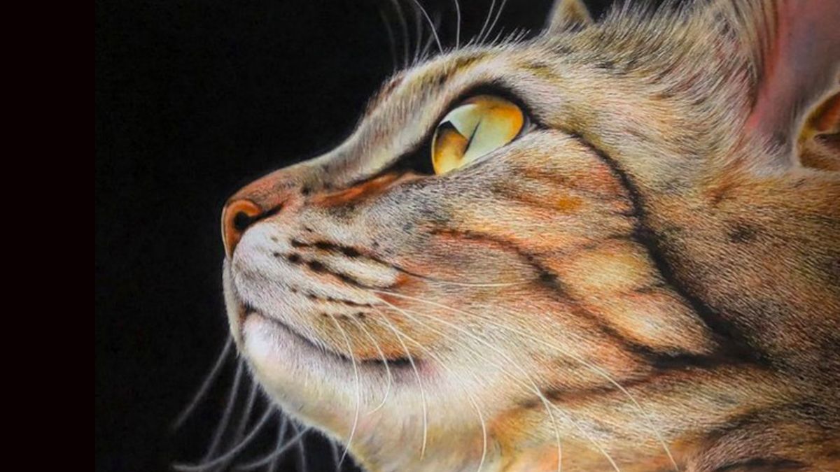 Rysunek czy zdjęcie? Te podobizny kotów są niesamowite 1