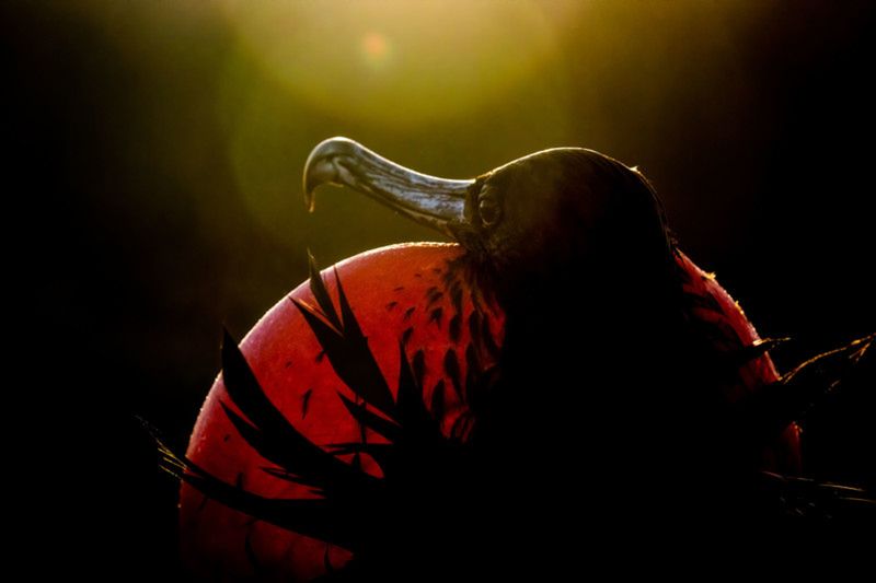 Audubon Photography Awards 2020, czyli genialne zdjęcia ptaków 2