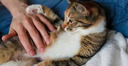 Kot ugniata łapami twoje ciało? Wiadomo, co chce przekazać