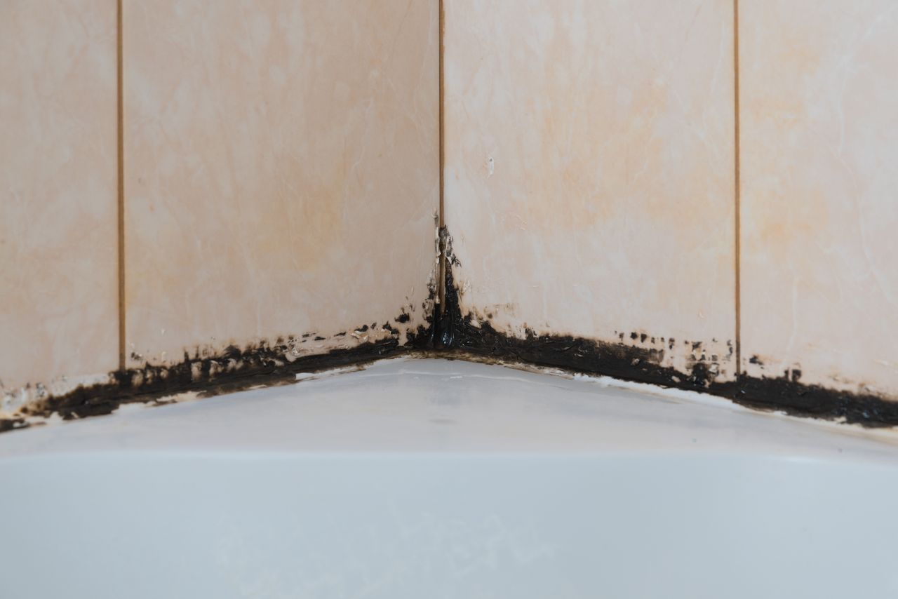 How to get rid of mold in the bathroom?