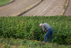 Brakuje ludzi do zbierania owoców. "Żądają 500 zł i nie chcą pracować"