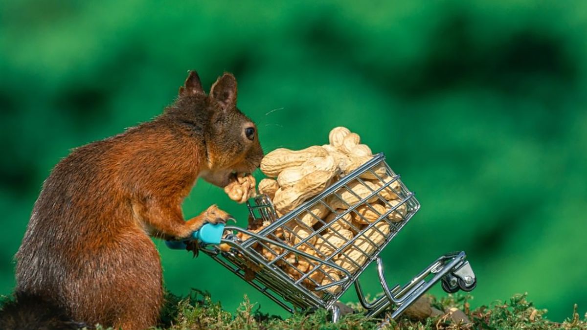 Przeżył piekło. Odnalazł spokój w fotografowaniu sympatycznych wiewiórek 1