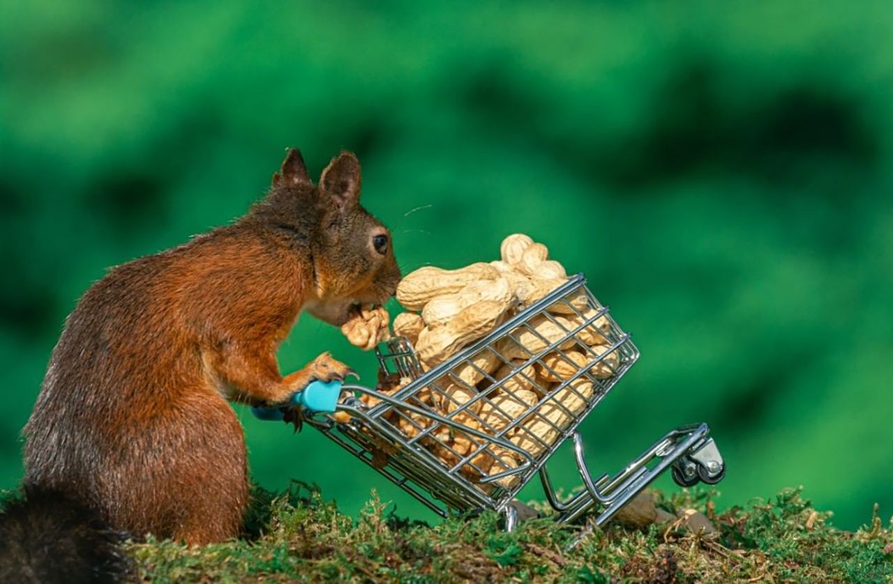 Przeżył piekło. Odnalazł spokój w fotografowaniu sympatycznych wiewiórek