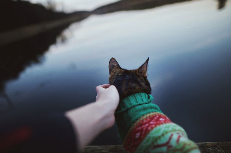 „Cat Effect", czyli cztery pory kota 5