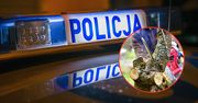 Nieborów: 70-latek kradł drzewo z lasu. Sprawę skierowano do sądu