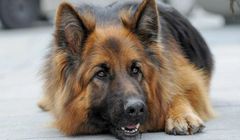 „Komisarz Alex” ze stabilną widownią. TVP1 z reklam zarobiła 4,29 mln zł