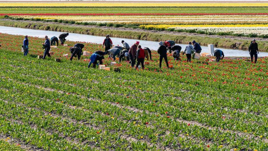 Netherlands Continues 'Intelligent Lockdown' Amid Coronavirus Outbreak
HILLEGOM, NETHERLANDS - APRIL 17: Flower pickers are hard at work in the flower fields at tulip farm Hulsebosch amid the coronavirus outbreak on April 17, 2020 in Hillegom, Netherlands. Because of the current crisis, flower farms can only supply limited amounts of flowers to the flower auction in Aalsmeer and growers got stuck with large bathces they even had to destroy. That is why farm owner Mathijs Hulsebosch started selling his daily fresh tulips directly via facebook which are then delivered throughout The Netherlands or to be picked up at the farm. (Photo by Helene Wiesenhaan/BSR Agency/Getty Images)"r
BSR Agency