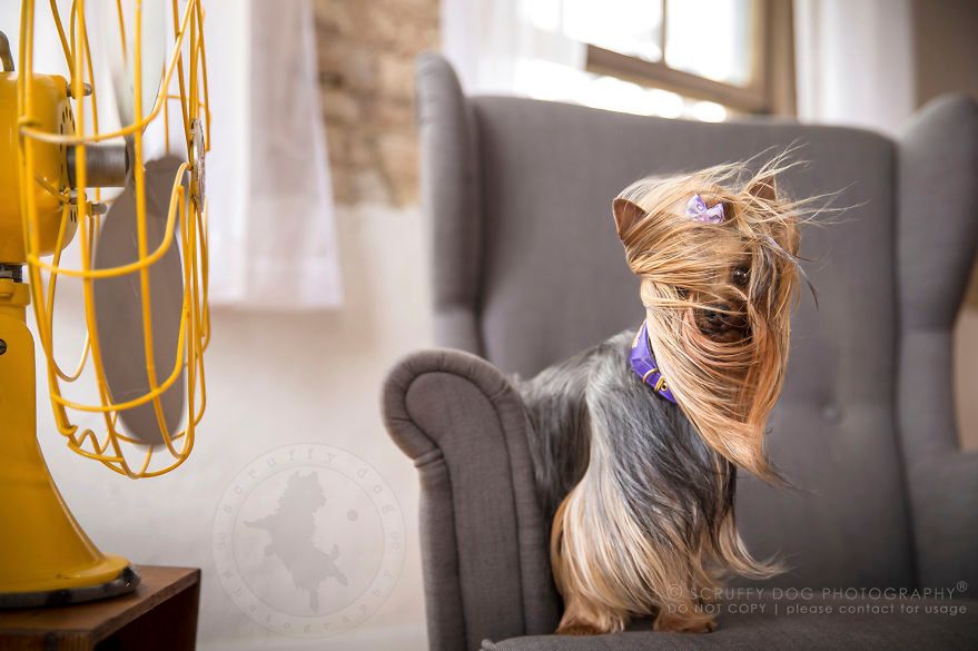 Illona Haus pokazuje prawdziwe znaczenie psiej „walki z wiatrakami”