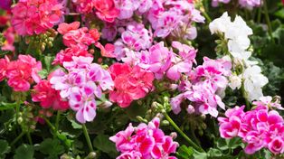 Te kwiaty zaskakują. 3 pomysły na inspirujące dekoracje z pelargonii