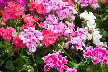Te kwiaty zaskakują. 3 pomysły na inspirujące dekoracje z pelargonii