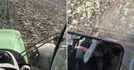 Rolnik zniszczył 500 ton kapusty. "Płakać mi się chce"