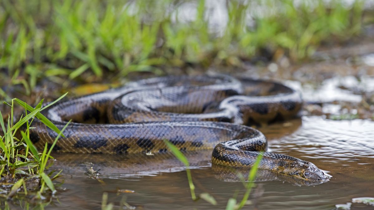 Anakonda w strumieniu - zdjęcie ilustracyjne