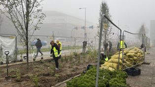 Łódź: Odbetonowywanie miasta, czyli nowe drzewka na al. Politechniki