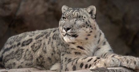 Pracownicy zoo byli w szoku. Pantera zakaziła się koronawirusem