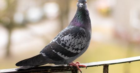 Postaw na balkonie. Gołąb nawet się nie zbliży