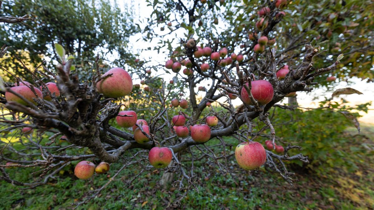 Zbiory jabłek w Rosji zostały zmniejszone o 50-70 proc.