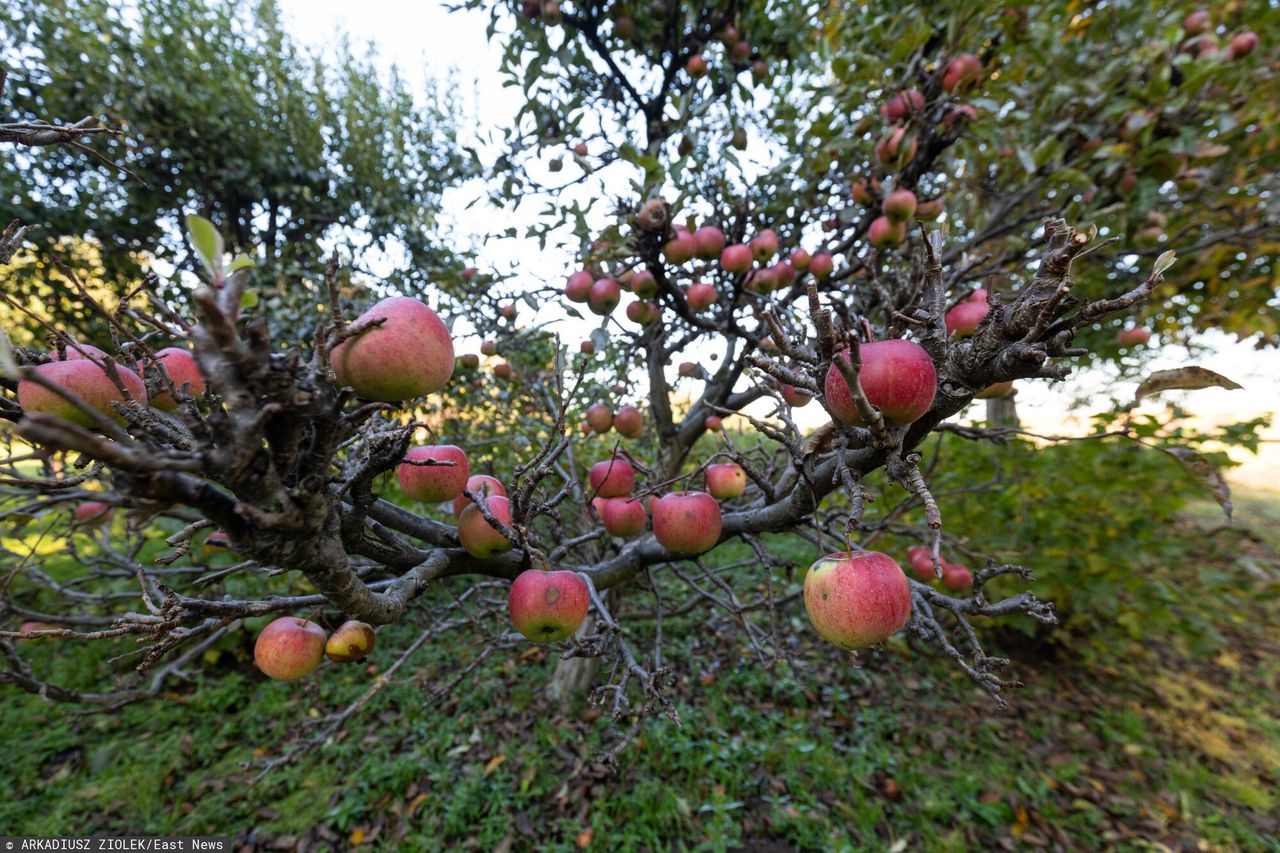 Apple harvests in Russia have been reduced by 50-70 percent.