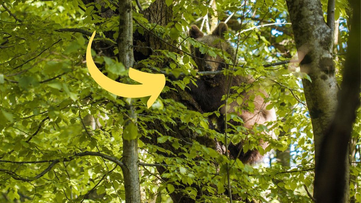 Niedźwiedź mistrzem kamuflażu – niezwykłe ujęcie z Nadleśnictwa 