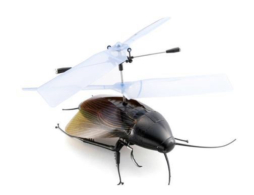 Flying cockroach