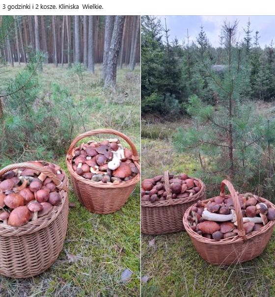 Oto efekty 3-godzinnego grzybobrania.
