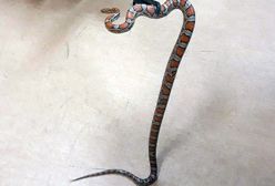 Warszawa. Dwumetrowy wąż pełzał między samochodami