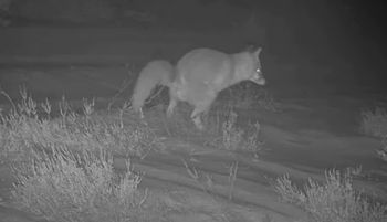 Intymne ujęcie z lasu. Nagle się pojawił. Leśnicy tłumaczą