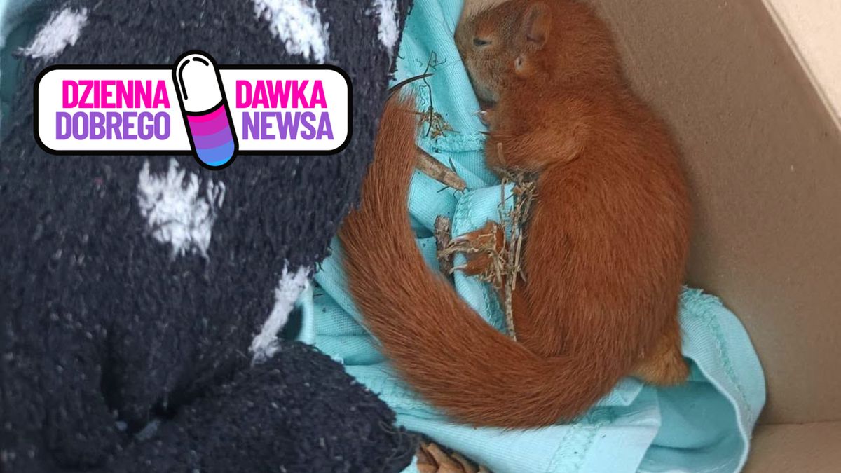 Mężczyzna uratował maleńką wiewiórkę