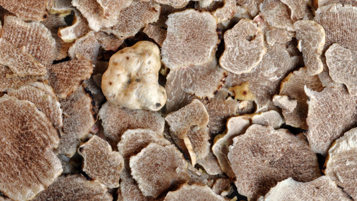 Białe trufle osiągają zawrotne ceny