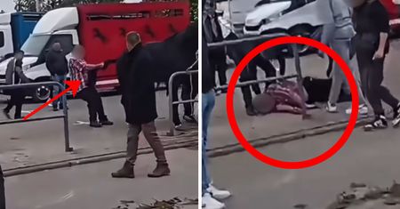 Koń go kopnął, po tym, jak sam go drażnił. Dorożkarz traci pracę