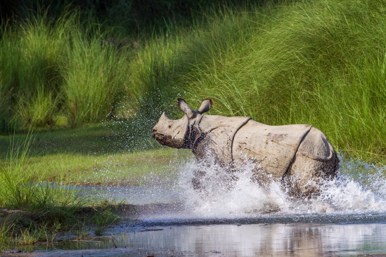 Around 2,500 rhinos live in the park.