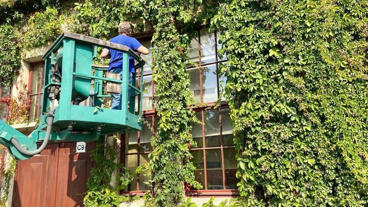 Wrocław. Fryzjerzy Hali Stulecia. Ostatni czas zielonego winobluszczu