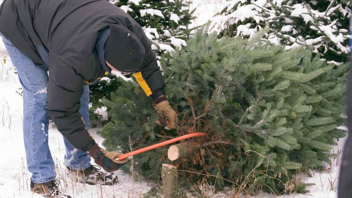 Czy można wyciąć choinkę z własnej posesji?