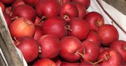 Jabłka deserowe na hurcie (28.10.2025): Ile płacą za kilogram?