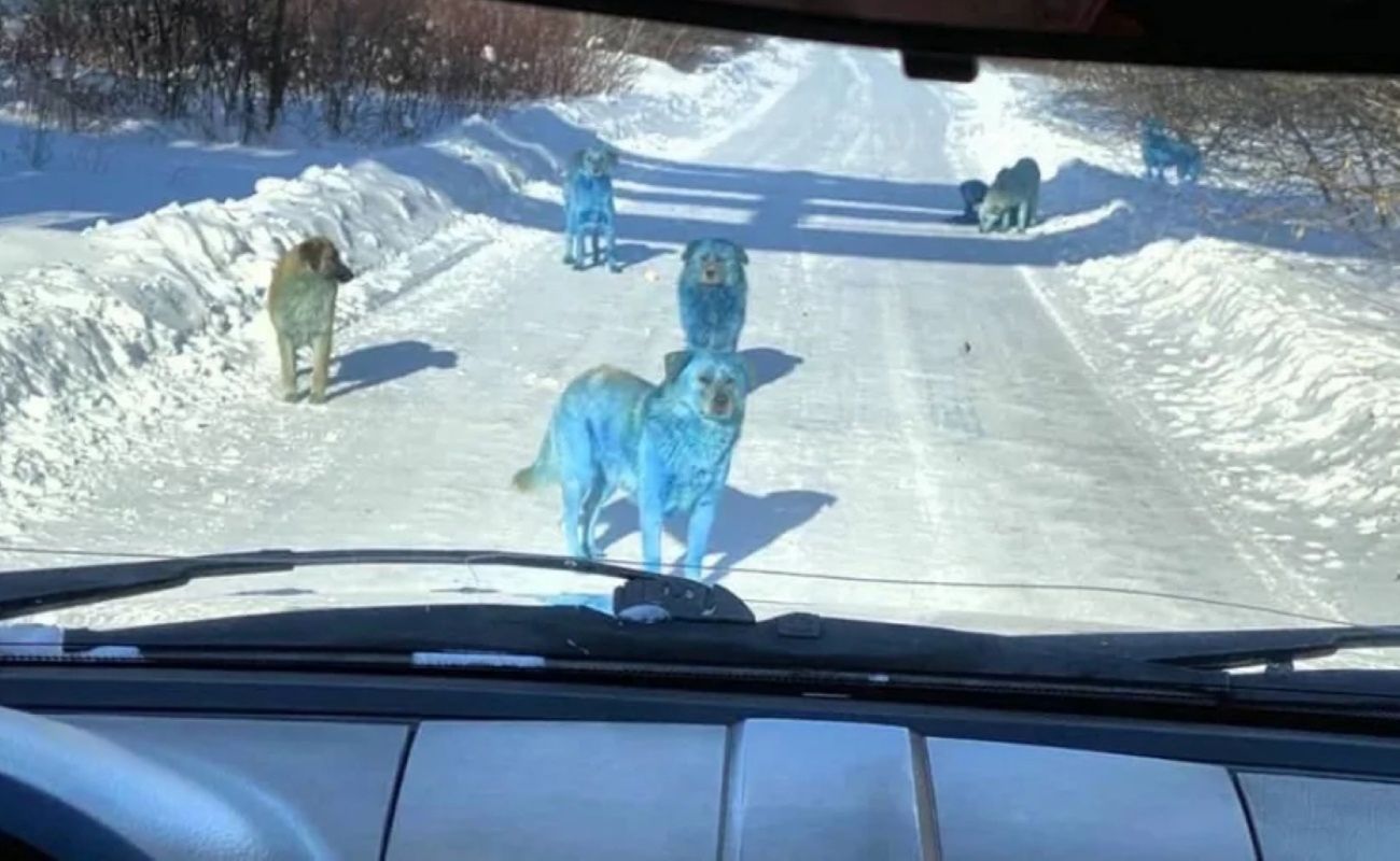 Niebieskie psy w Rosji. Makabryczna przyczyna