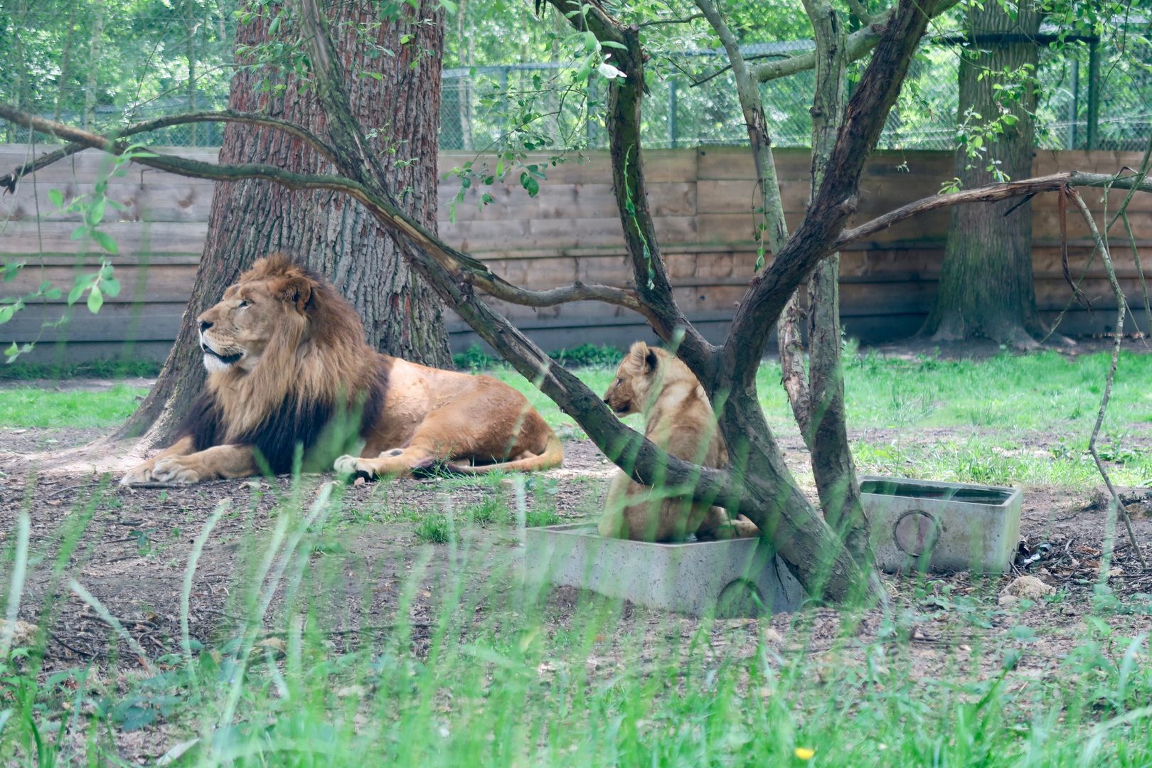 Wszedł do zagrody lwów. Ciało mężczyzny znaleźli pracownicy zoo