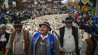 Morze owiec na ulicach polskiego uzdrowiska. W tym roku redyk ma być wyjątkowy