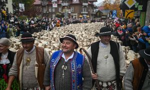 Morze owiec na ulicach polskiego uzdrowiska. W tym roku redyk ma być wyjątkowy